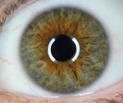 Ocean Green Lens